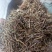 香薷无硫中草药干净无杂中药材大全