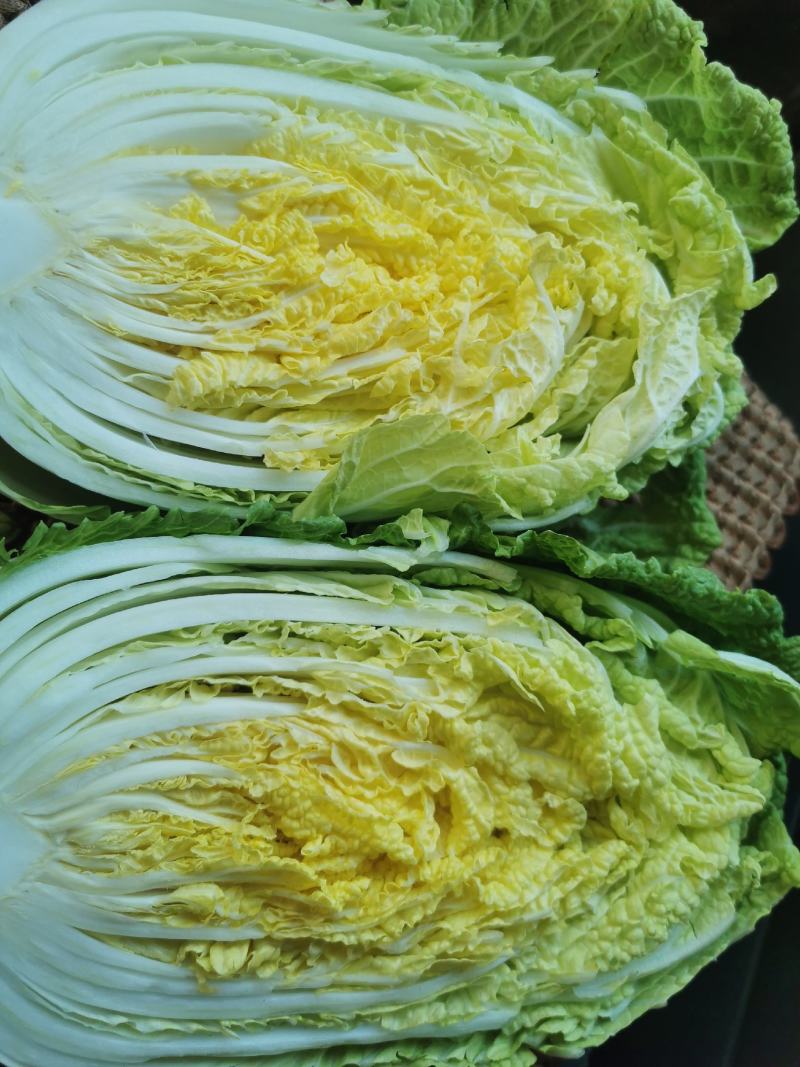 精品黄心白菜，黄心的不黄心的都有一手货源地头装车没有差价