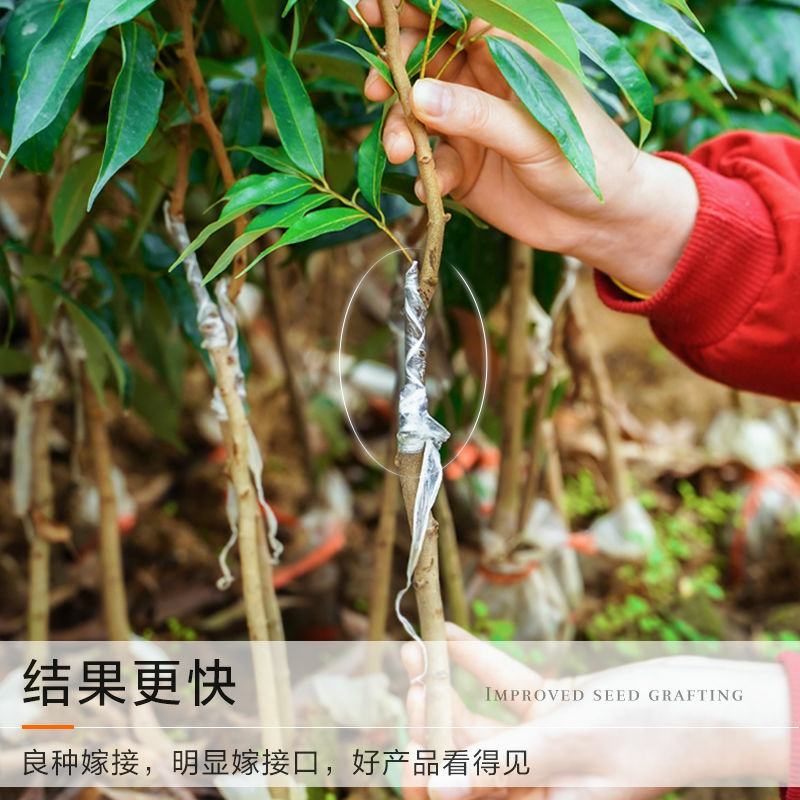 抗寒冻新品种嫁接无核荔枝树苗南北方盆栽地栽四季种植当年结