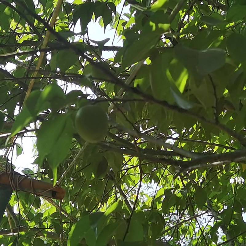 新鲜青梅青竹梅胭脂梅白粉梅