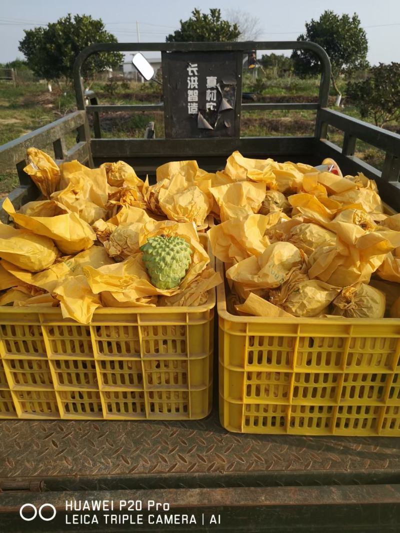 凤梨释迦基地直供，门店批发社区团购，皮薄籽少甜度高香味浓