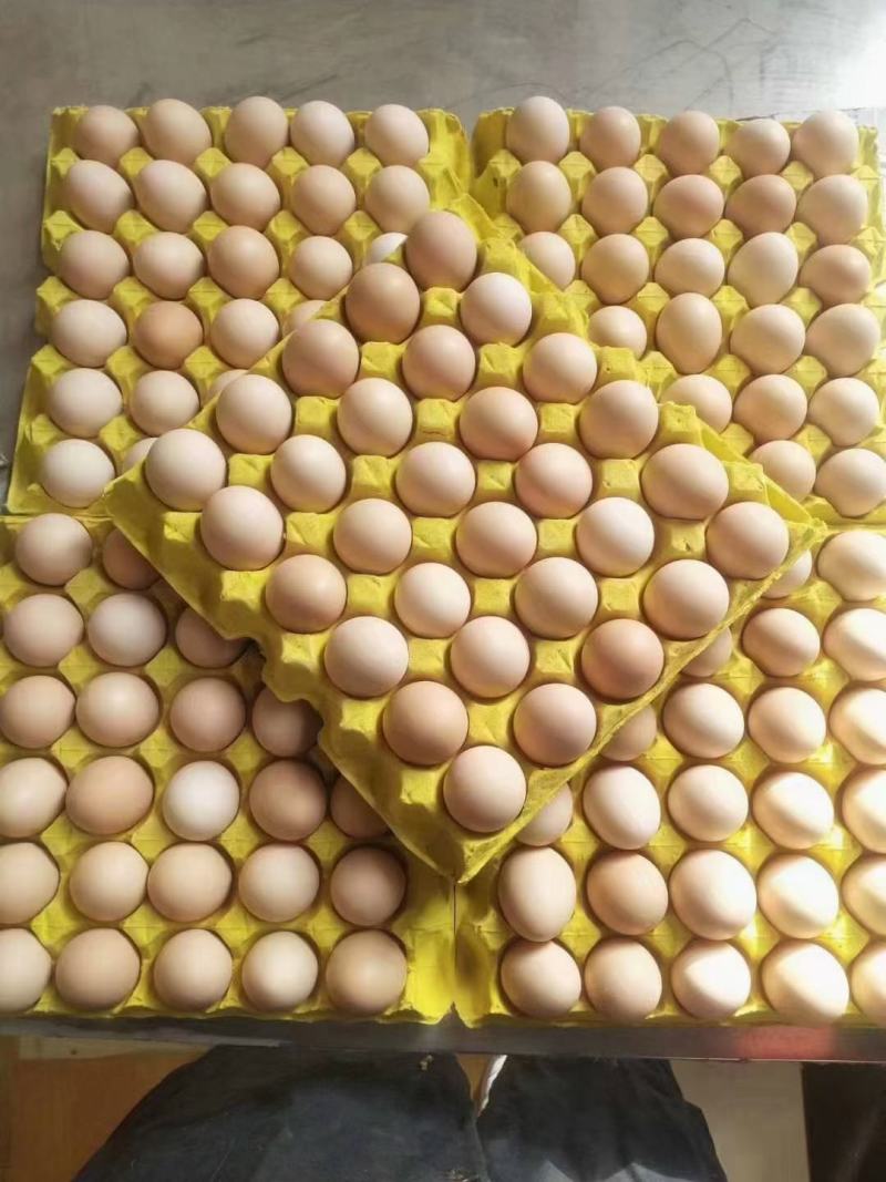 双色粉壳土鸡蛋草鸡蛋黑凤蛋笨鸡蛋双色