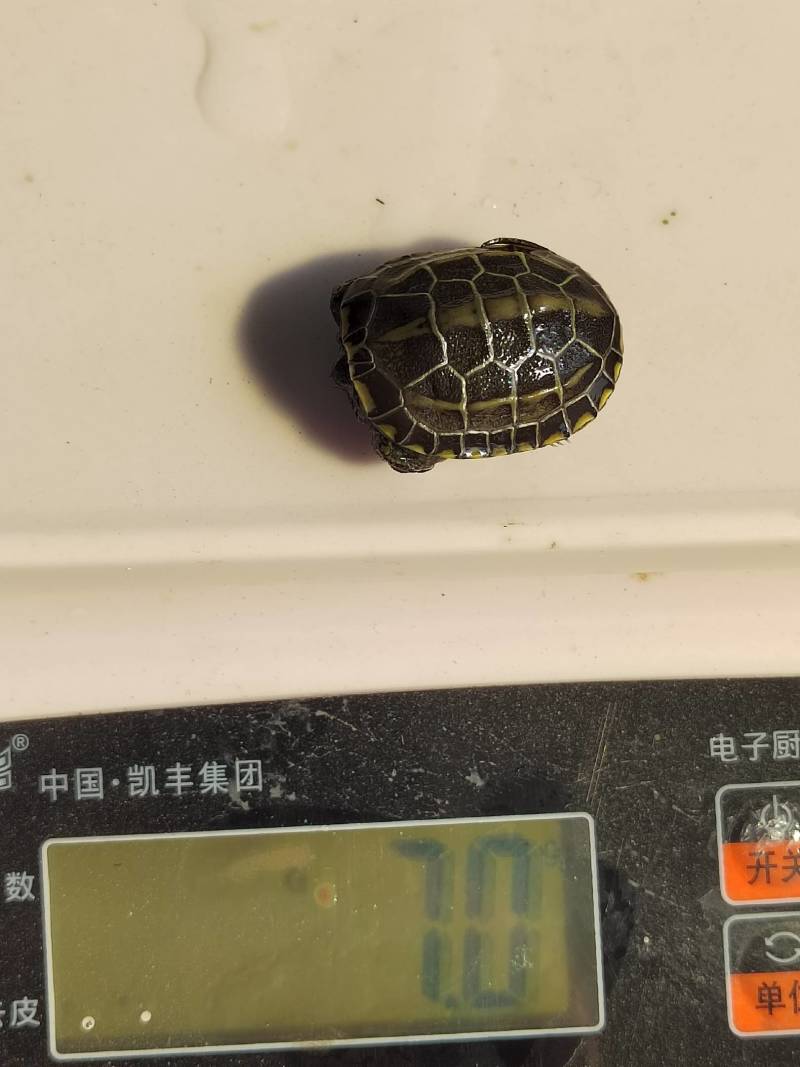 中华草龟