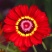 花环菊种子三色菊花种子混色花海花籽花种籽包邮四季易活耐