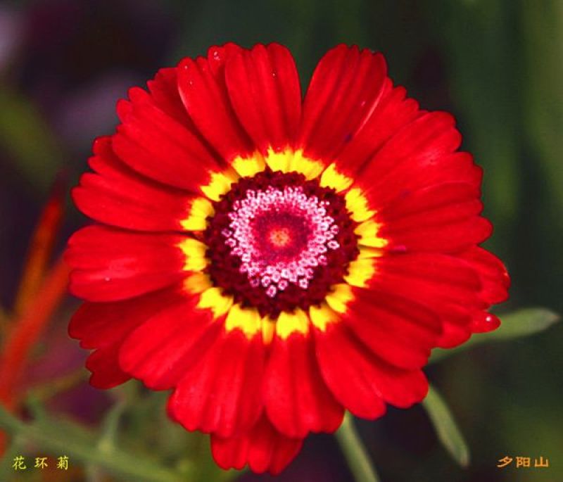花环菊种子三色菊花种子混色花海花籽花种籽包邮四季易活耐