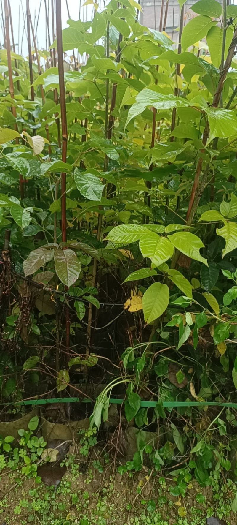 紫花风铃木产地直发一手货源欢迎客户来电咨询