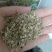 花环菊种子三色菊花种子混色花海花籽花种籽包邮四季易活耐