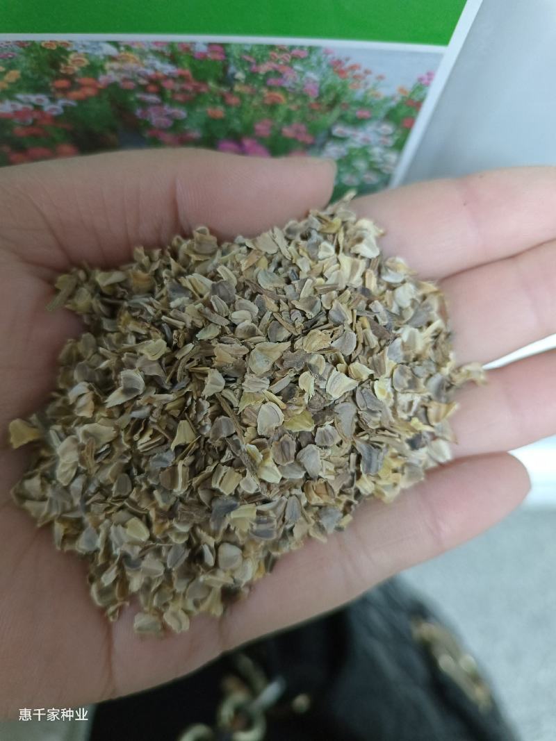花环菊种子三色菊花种子混色花海花籽花种籽包邮四季易活耐