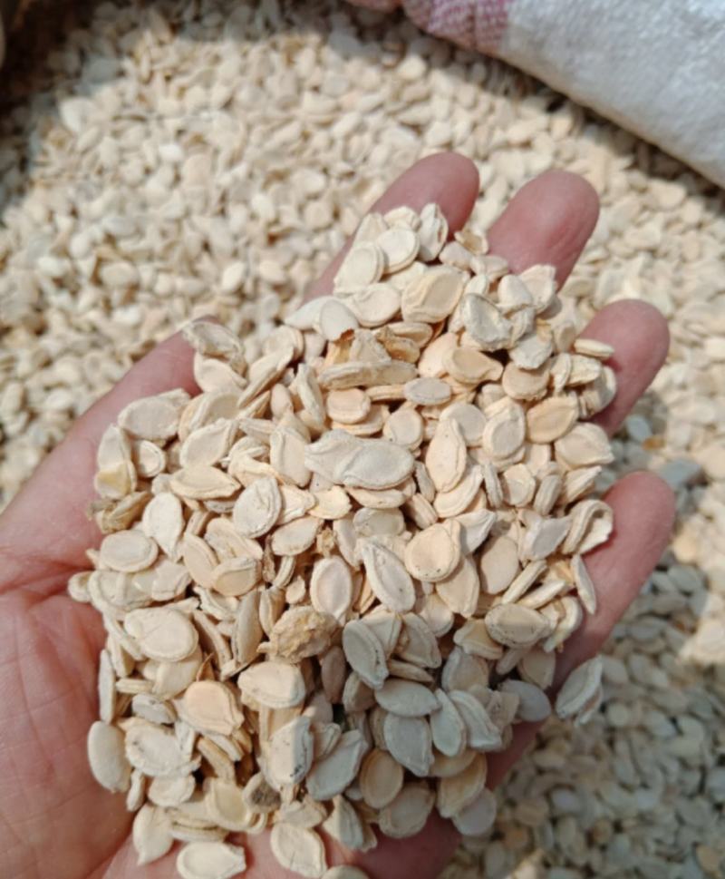冬瓜子统装500g产地山东振兴药材购销站量大从优