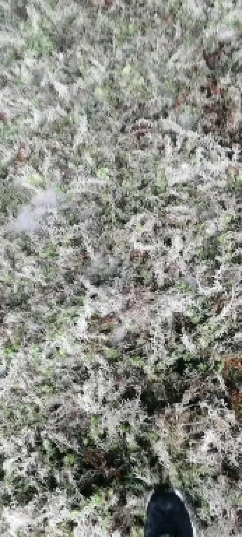 湖南隆力多水苔300基地欢迎来指导！