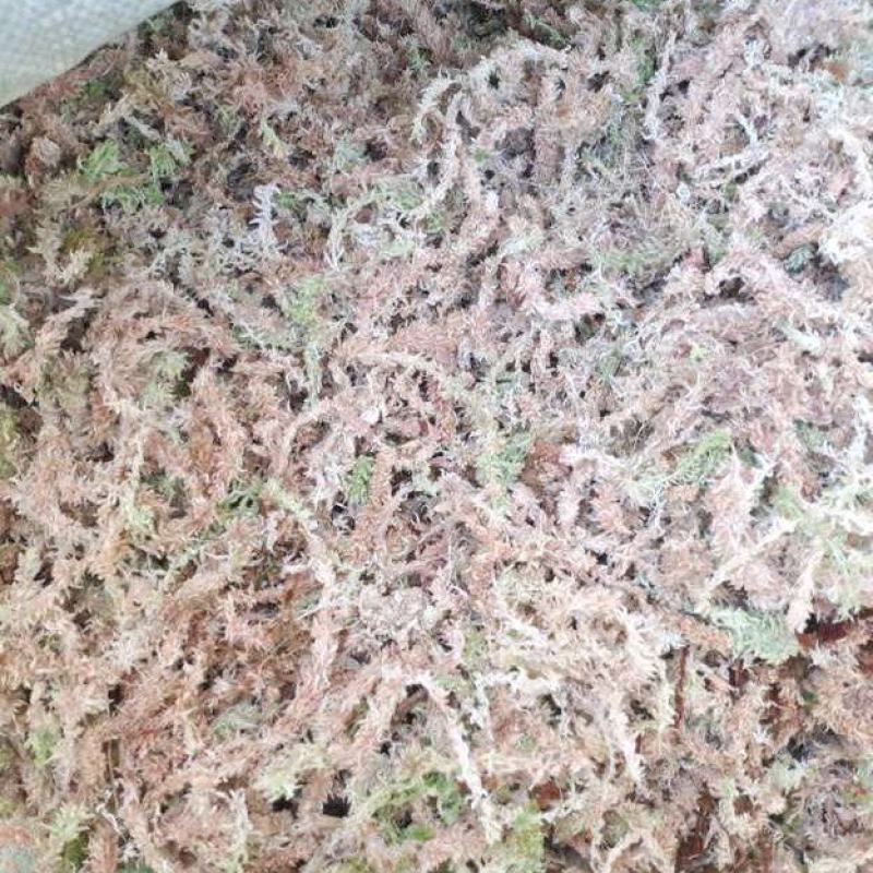 湖南隆力多水苔300基地欢迎来指导！