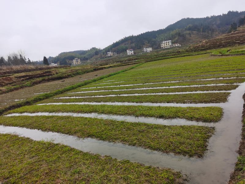 湖南隆力多水苔300基地欢迎来指导！