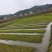 湖南隆力多水苔300基地欢迎来指导！