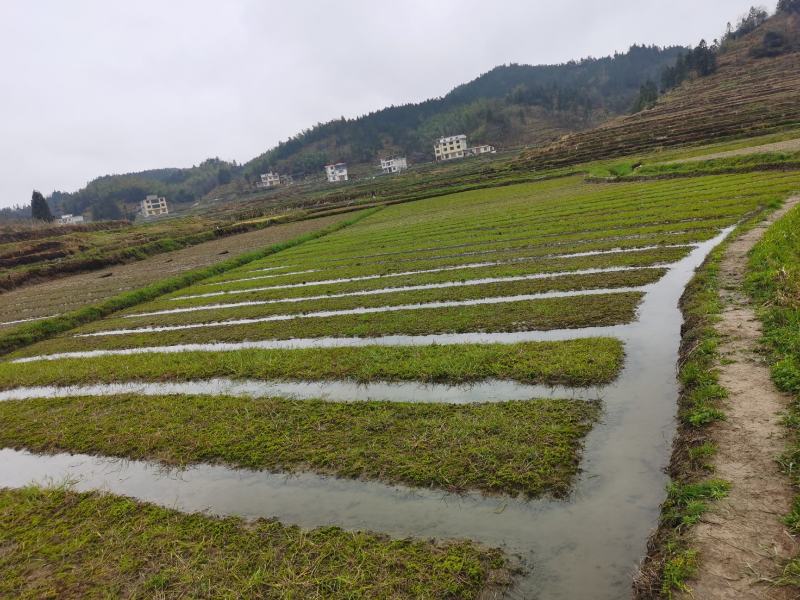 湖南隆力多水苔300基地欢迎来指导！
