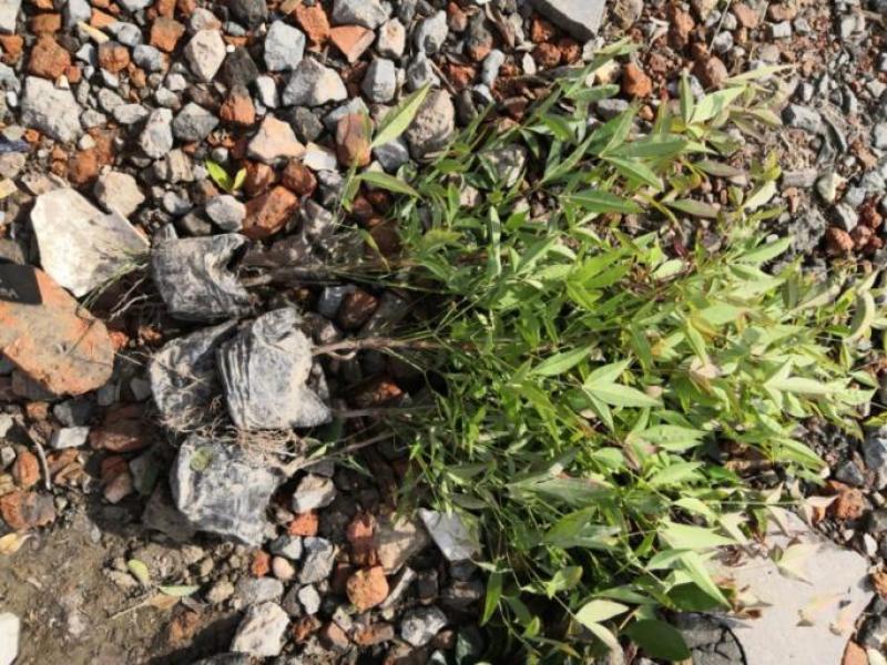 南天竹小杯苗，萧山基地直销，量大从优，全国发货