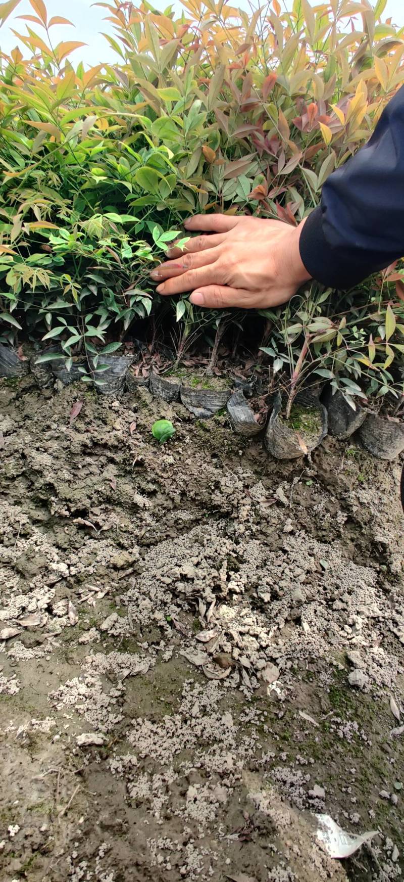 南天竹小杯苗，萧山基地直销，量大从优，全国发货