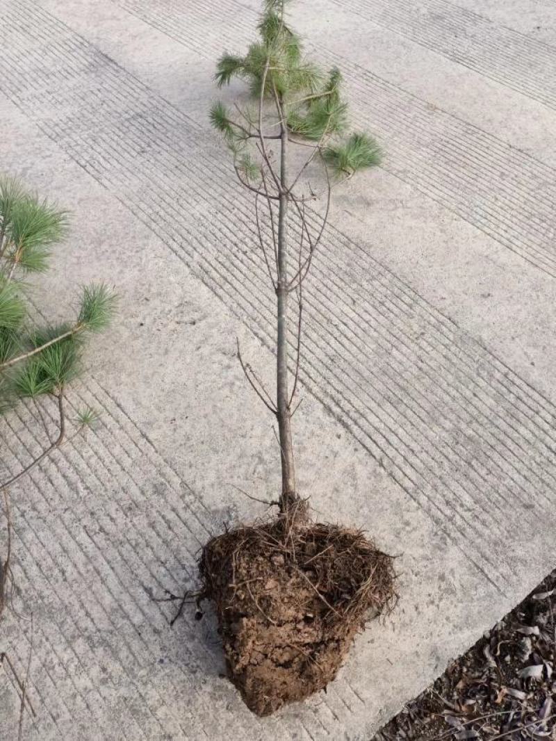 油松，华山松，白皮松甘肃徽县大型优质苗木基地价格实惠