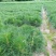 油松，华山松，白皮松甘肃徽县大型优质苗木基地价格实惠