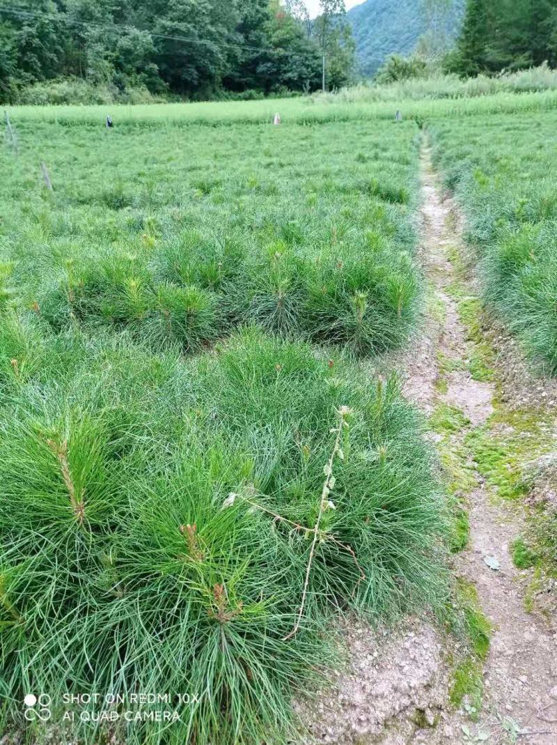 油松，华山松，白皮松甘肃徽县大型优质苗木基地价格实惠