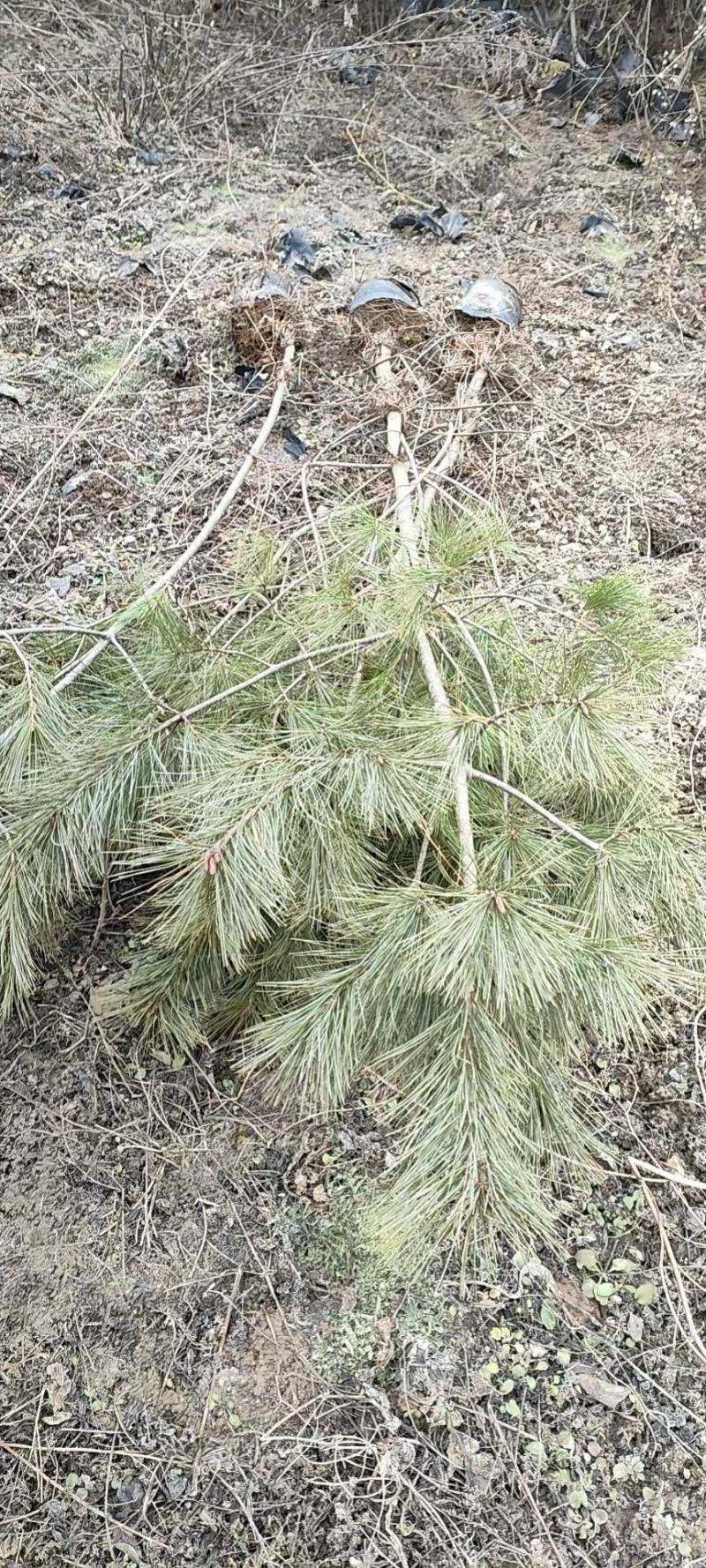 油松，华山松，白皮松甘肃徽县大型优质苗木基地价格实惠