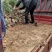 油松，华山松，白皮松甘肃徽县大型优质苗木基地价格实惠