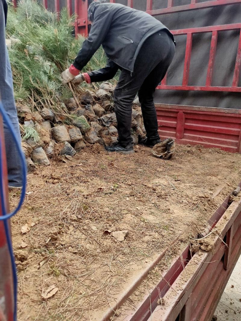 油松，华山松，白皮松甘肃徽县大型优质苗木基地价格实惠