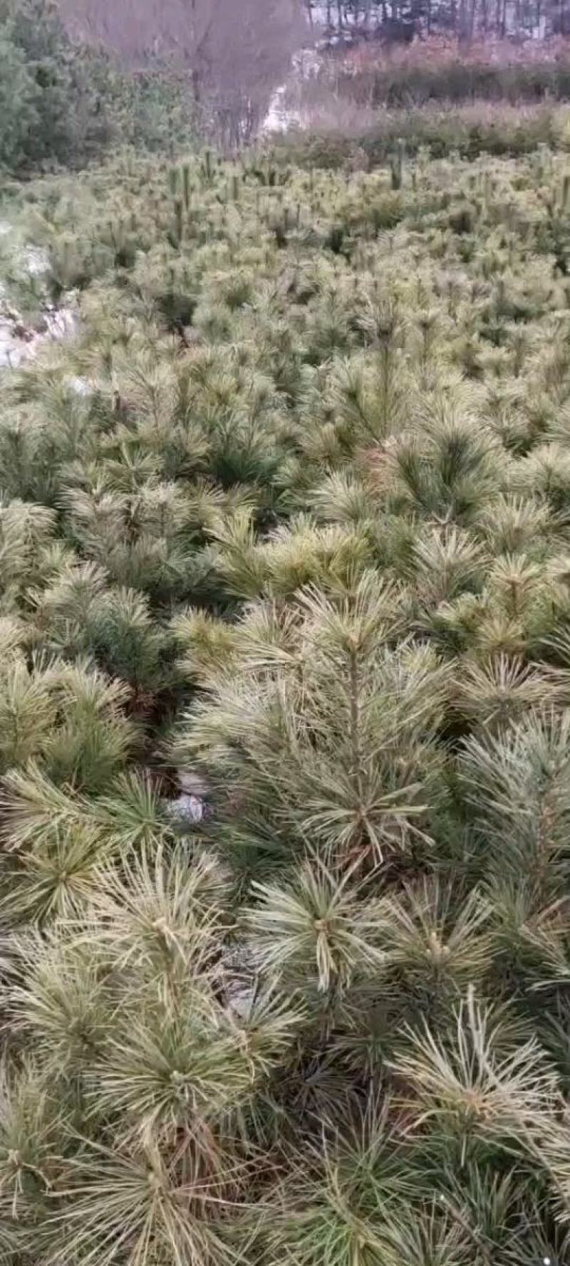 油松，华山松，白皮松甘肃徽县大型优质苗木基地价格实惠