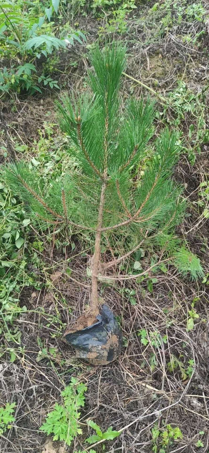 油松，华山松，白皮松甘肃徽县大型优质苗木基地价格实惠