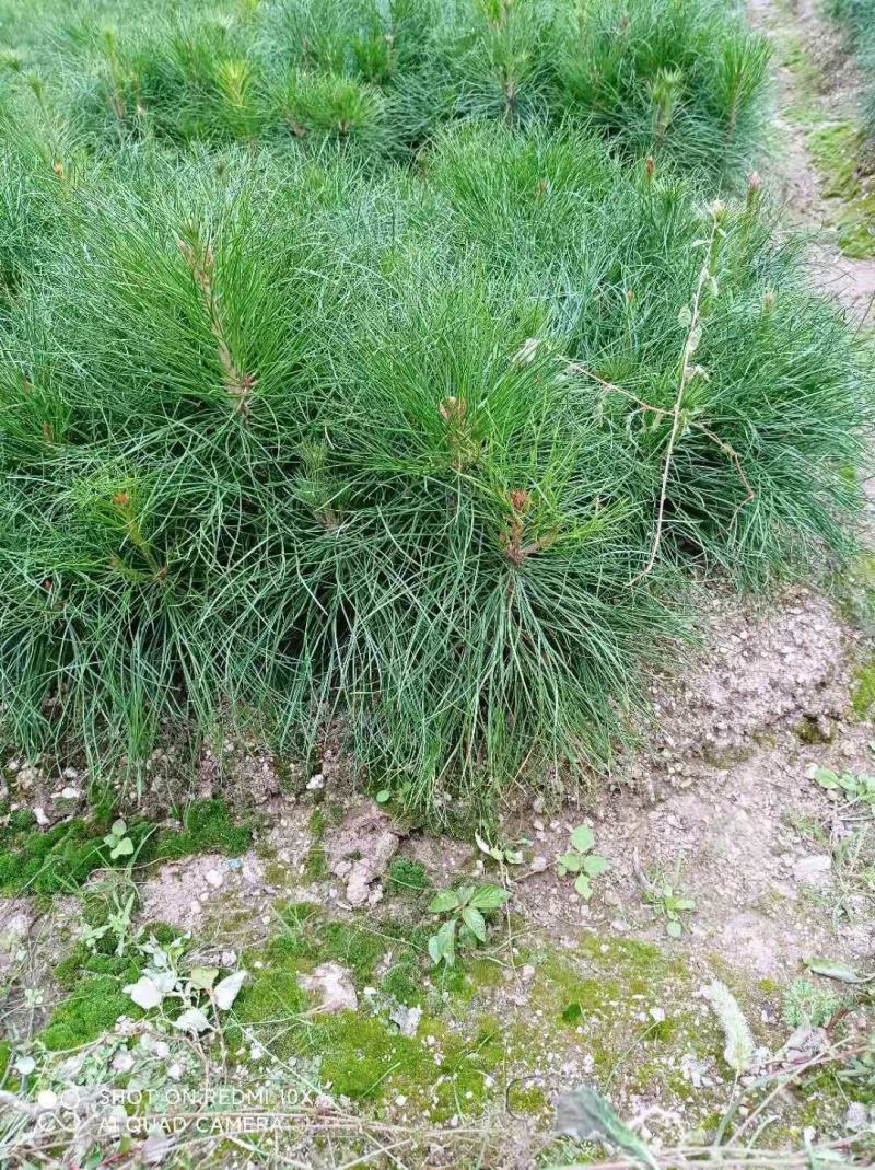 油松，华山松，白皮松甘肃徽县大型优质苗木基地价格实惠
