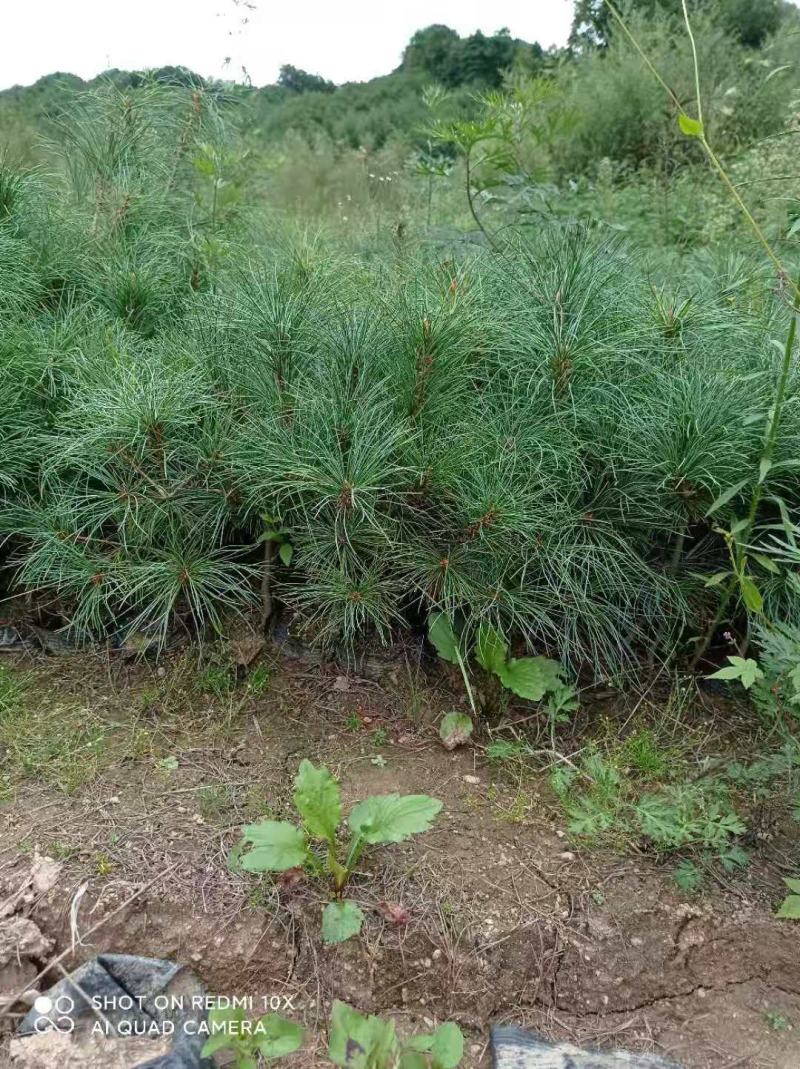 油松，华山松，白皮松甘肃徽县大型优质苗木基地价格实惠