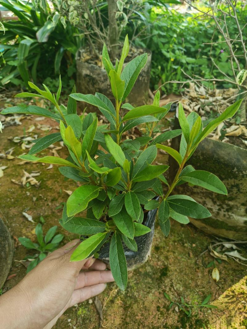 毛杜鹃