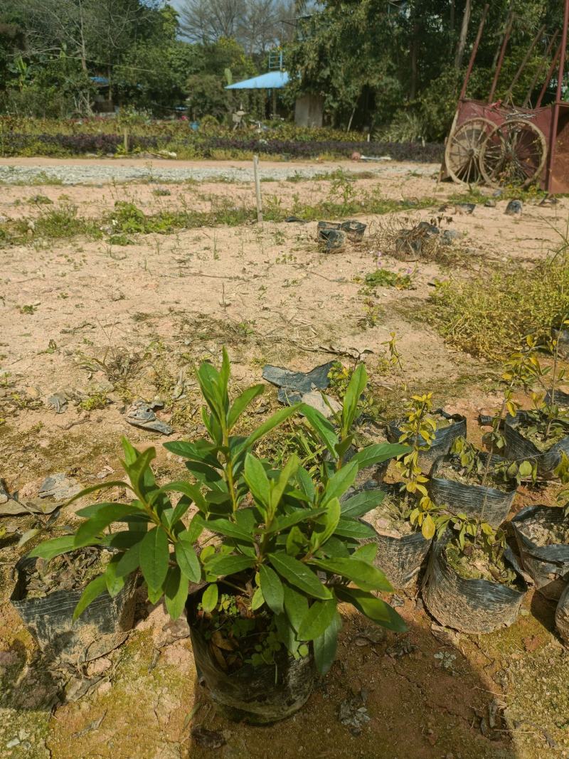 毛杜鹃