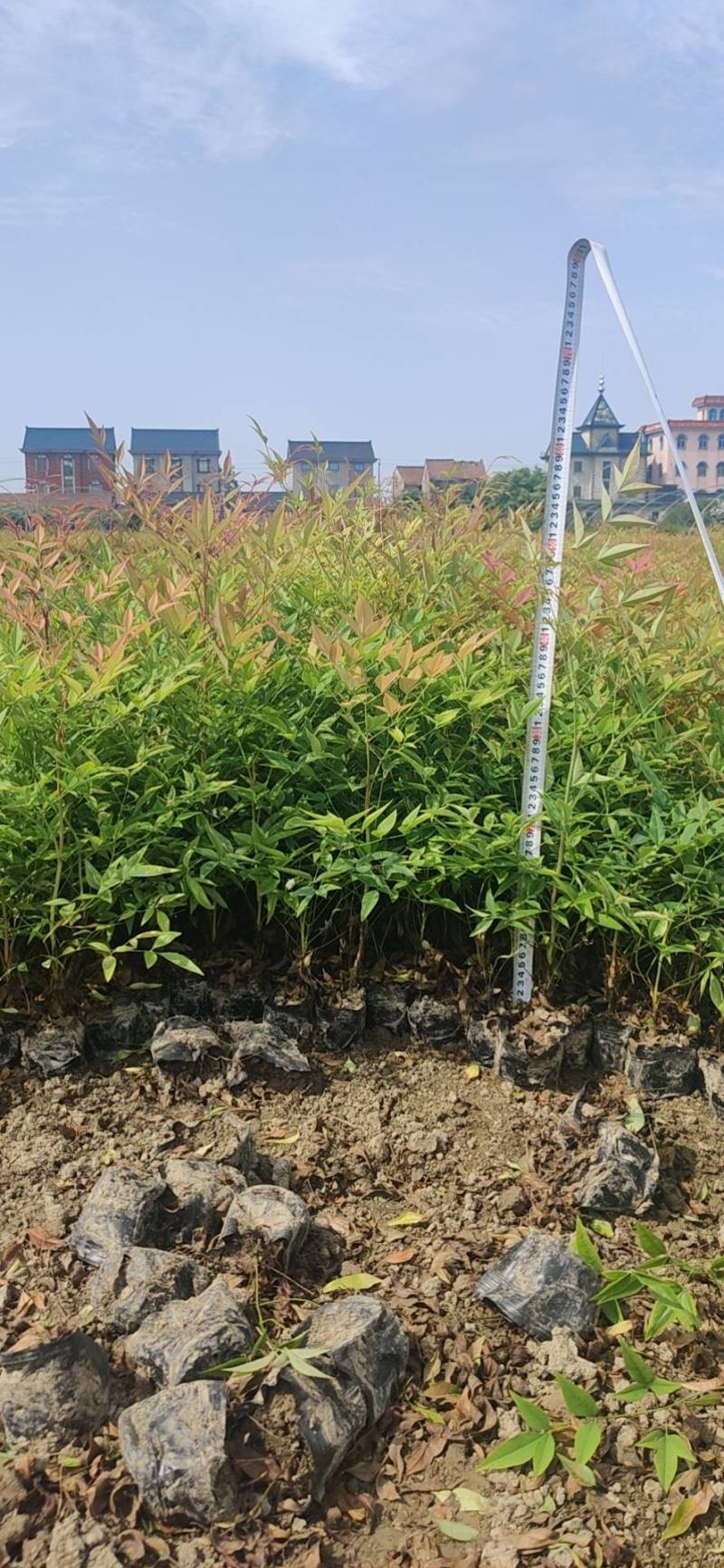 南天竹小杯苗，萧山基地直销，量大从优，全国发货