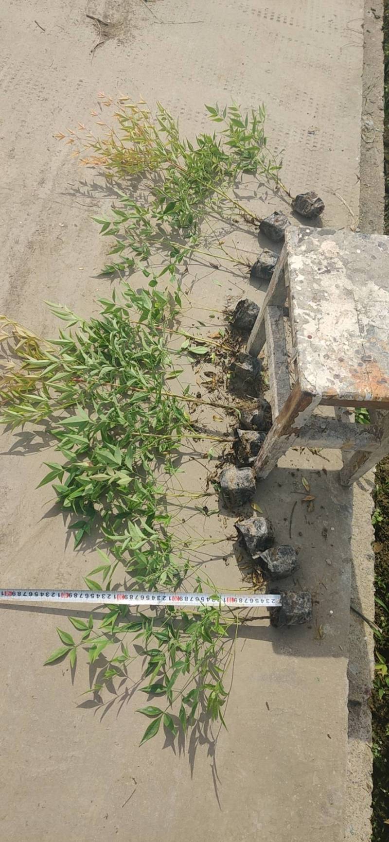 南天竹小杯苗，萧山基地直销，量大从优，全国发货