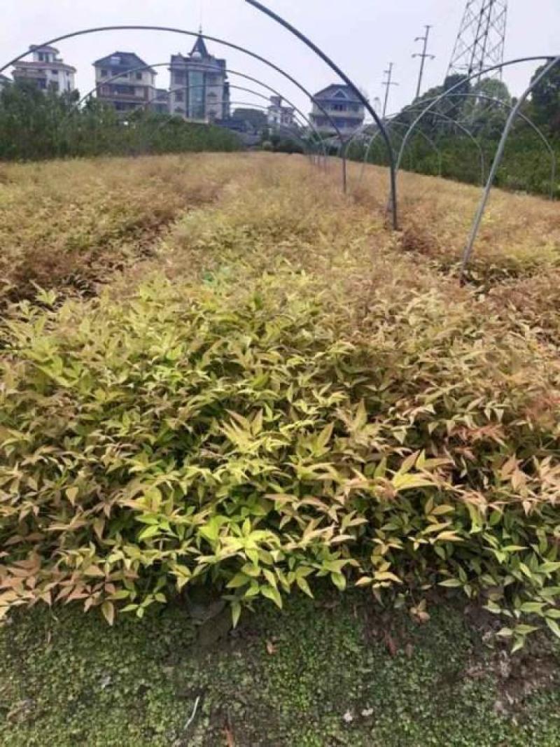 南天竹小杯苗，萧山基地直销，量大从优，全国发货