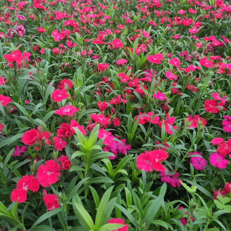 石竹花期长