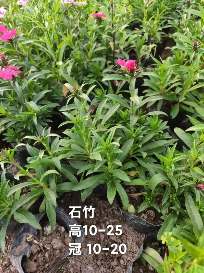 石竹花期长