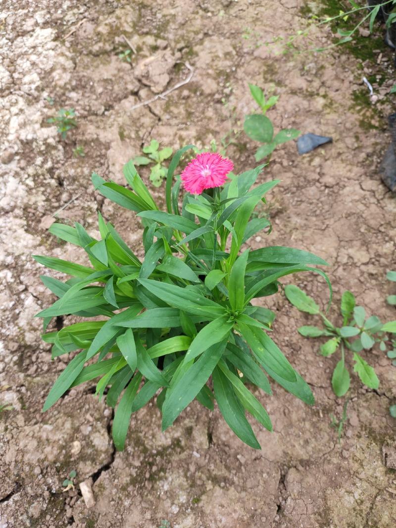 石竹花期长