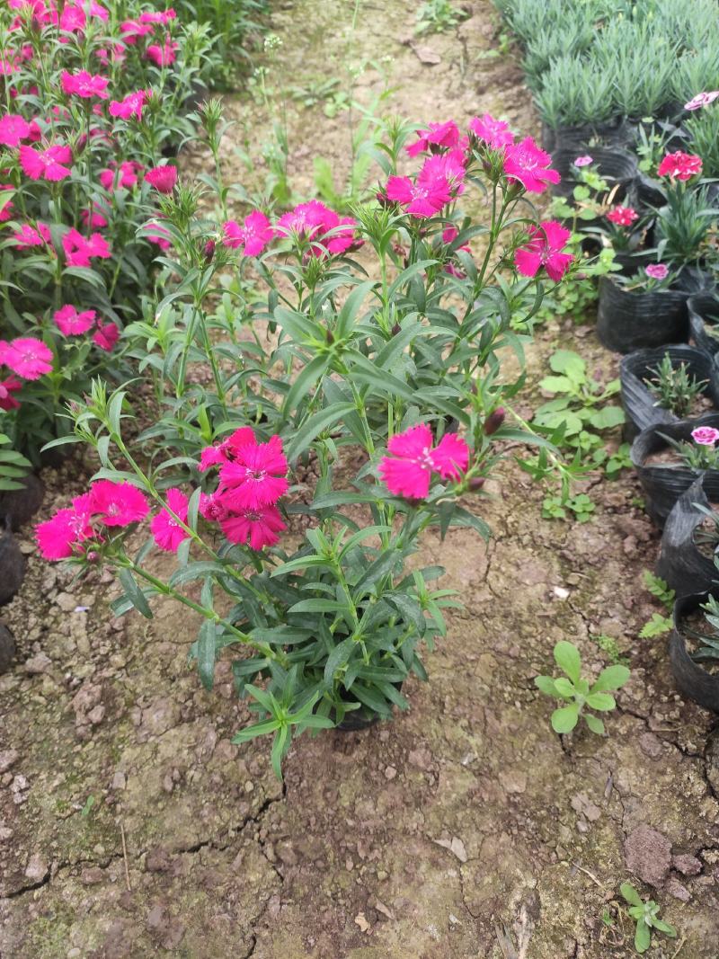 石竹花期长