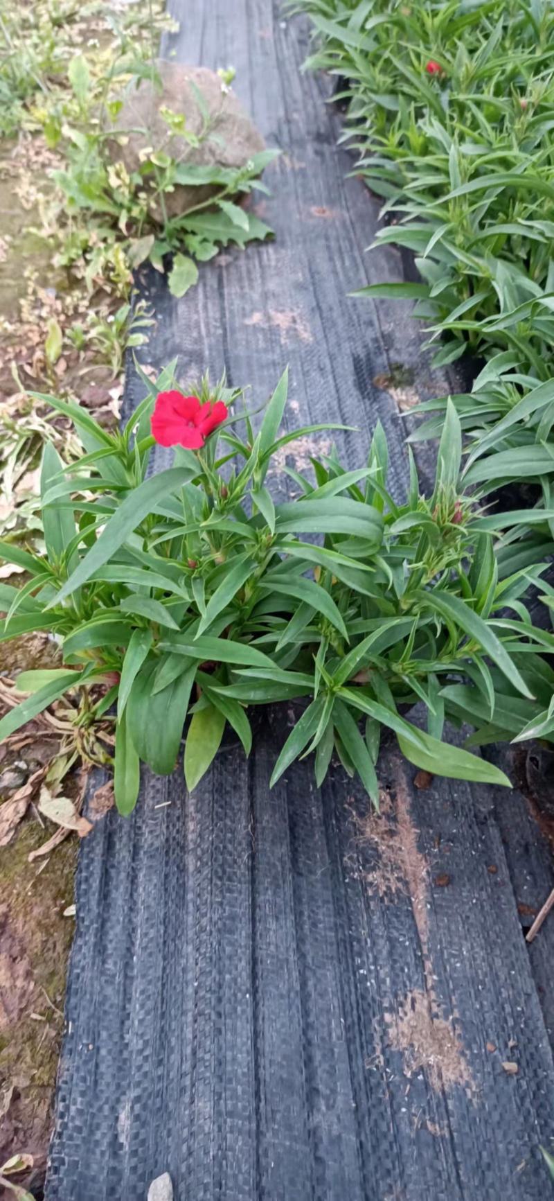 石竹花期长