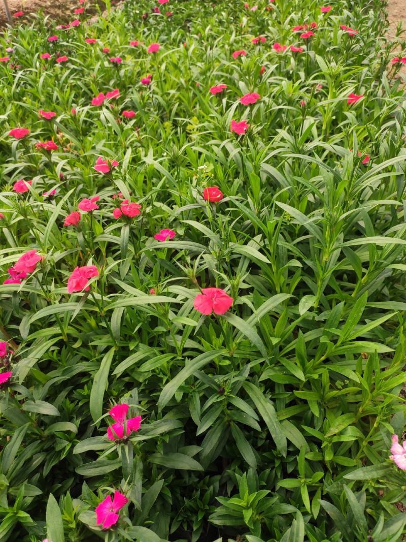 石竹花期长