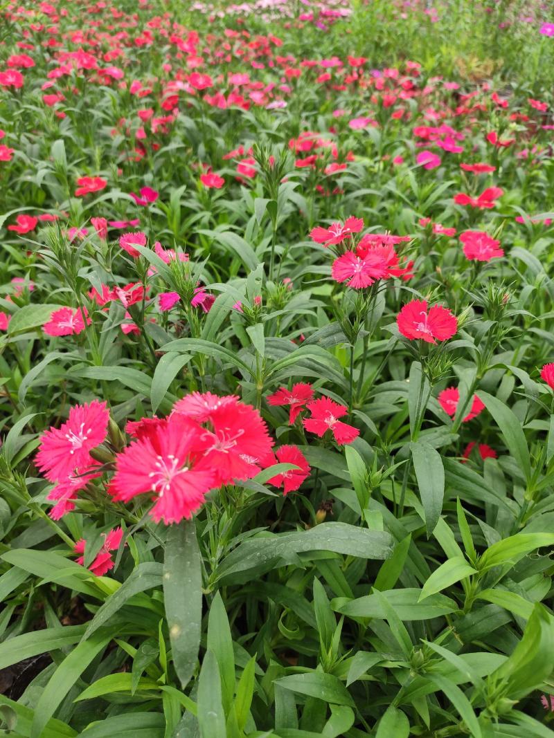 石竹花期长