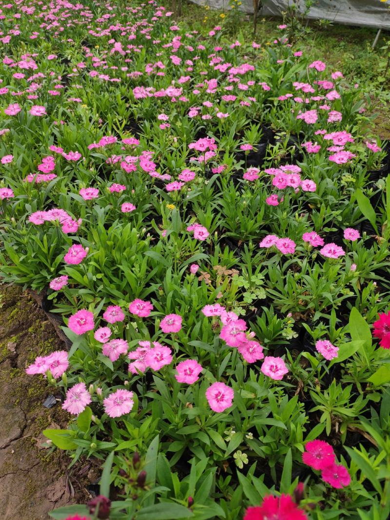 石竹花期长