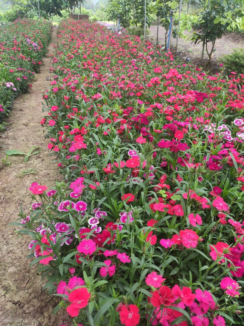 石竹花期长