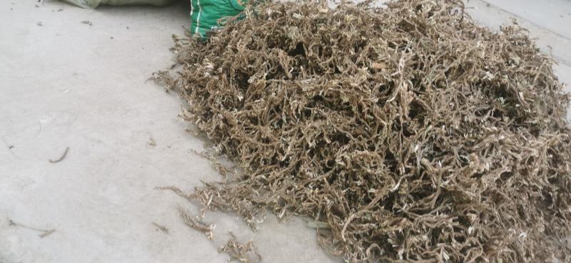 石菖蒲，取自自然环境，自然风干，干净无杂质