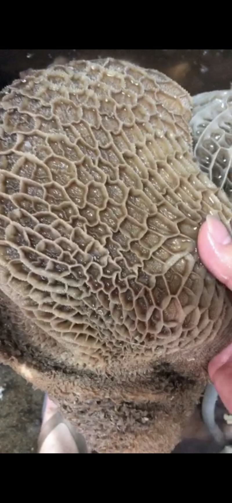 牛蜂窝
