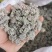 中药材野生密蒙花，新花上市中，只做生态搬运工