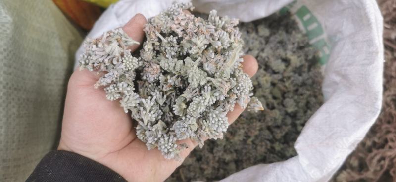 中药材野生密蒙花，新花上市中，只做生态搬运工