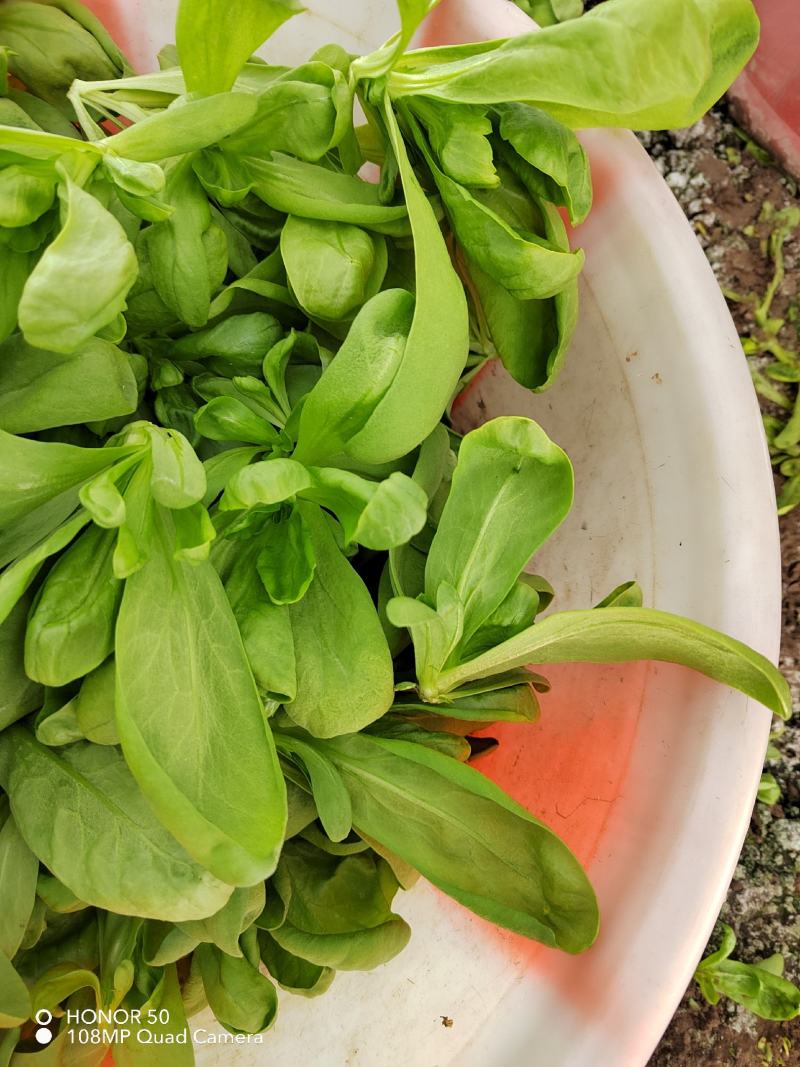 精品大板叶茼蒿货源充足有兴趣的老板请来电详谈
