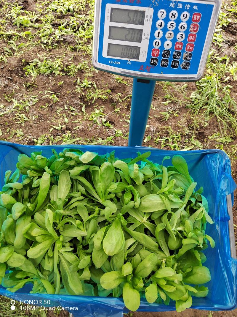 精品大板叶茼蒿货源充足有兴趣的老板请来电详谈